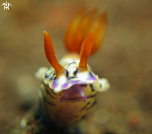 A hypselodoris 