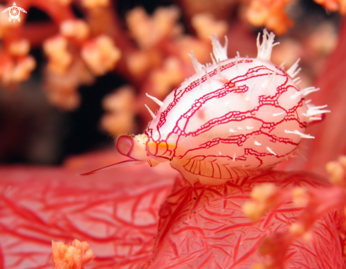 A cowrie