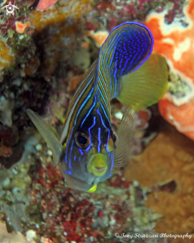 A Regal Angelfish