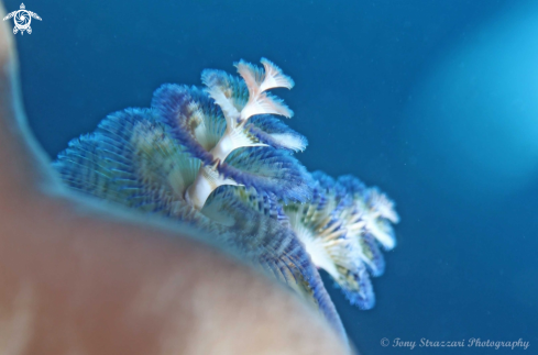 A Spirobranchus giganteus | Christmas tree worms