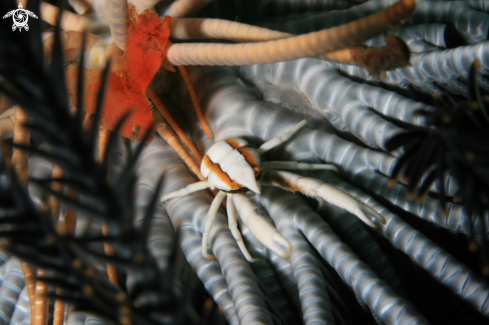 A Crinoid Squat Lobster