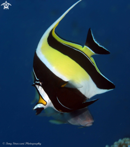 A Zanclus cornutus | Moorish idol