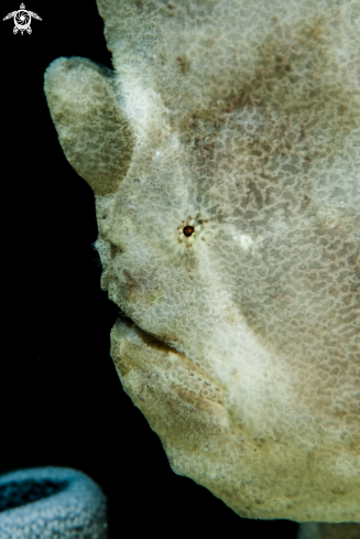 A Frog Fish