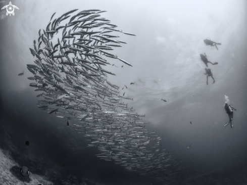 A Sphyraena qeniei | Sail Rock, Thailand