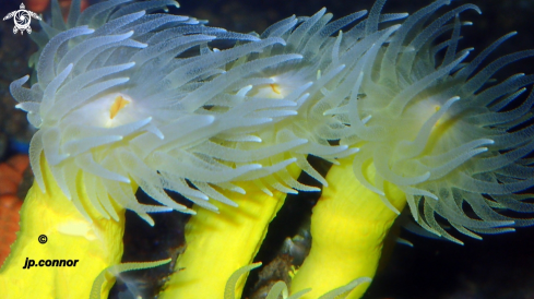 A Leptopsammia pruvoti | Corail jaune solitaire