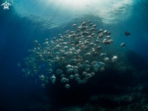 A Platax teira | Longfin Batfish