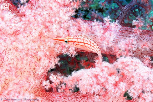 A Oxycirrhites typus | Long-nose hawkfish