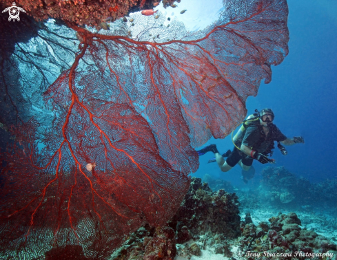 A Gorgonia sp. | Sea fan