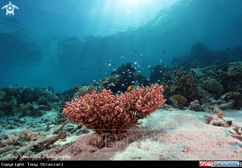 A Pink staghorn coral