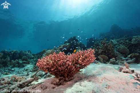 A Acropora formosa | Pink staghorn coral