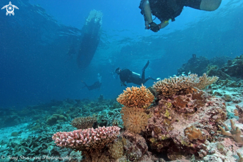 A Acropora sp. | Staghorn corals