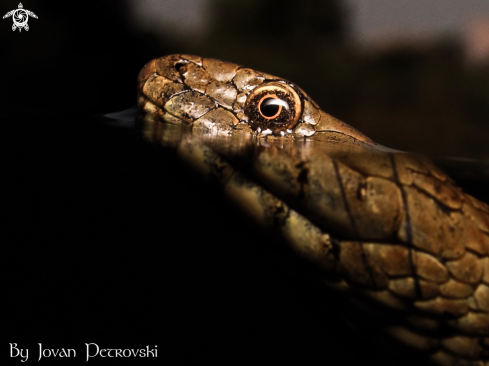 A Natrix tessellata | Vodena zmija Ribarica / Water snake - Ribarica.