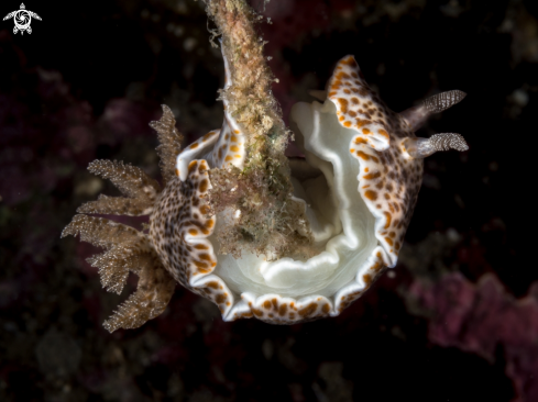 A Chromodoris mandapamensis | Nudibranch