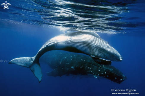 A Humpback whale