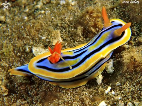 A Chromodoris elisabethina | nudibranch