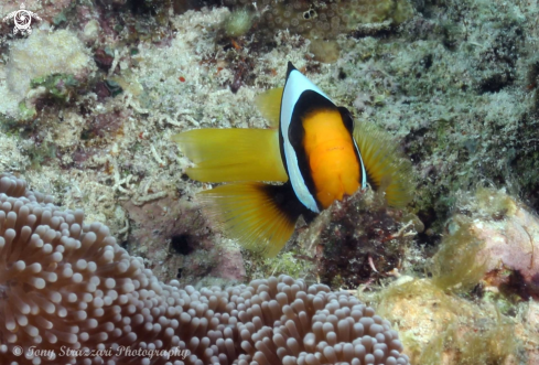 A Amphiprion clarkii | Clarke's anemonefish