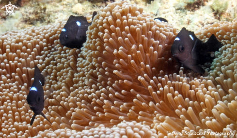 A Three Spot Domino Damselfish