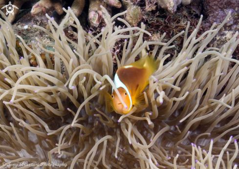 A White Bonnet Anemonefish