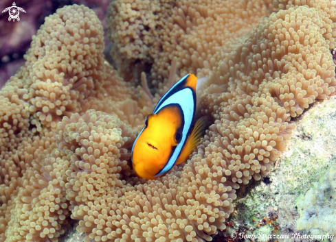 A Amphiprion clarkii | Clarke's anemonefish