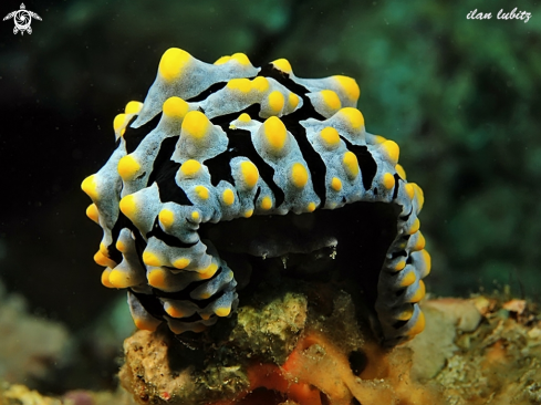 A Phyllidia varicosa | nudibranch