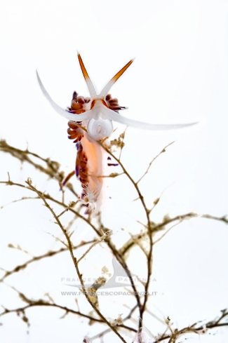 A Cratena peregrina | Cratena