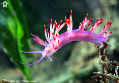 A Flabellina rubrolineata | Purple flabellina