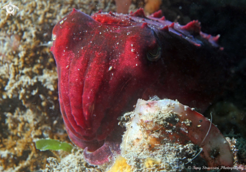 A Sepia mestus | Reaper cuttle