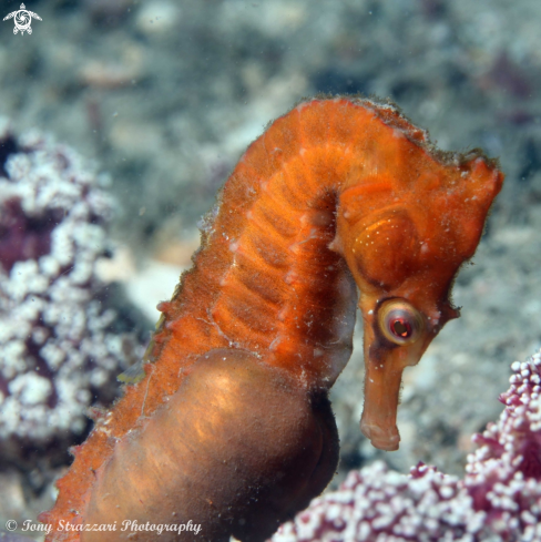 A Hippocampus whitei | White's seahorse