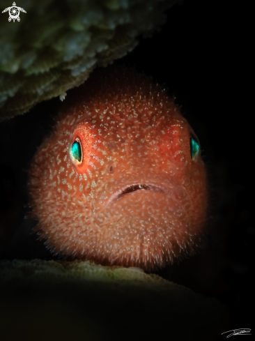 A Redhead Coral Goby