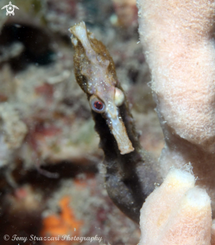 A Hippocampus whitei | White's seahorse