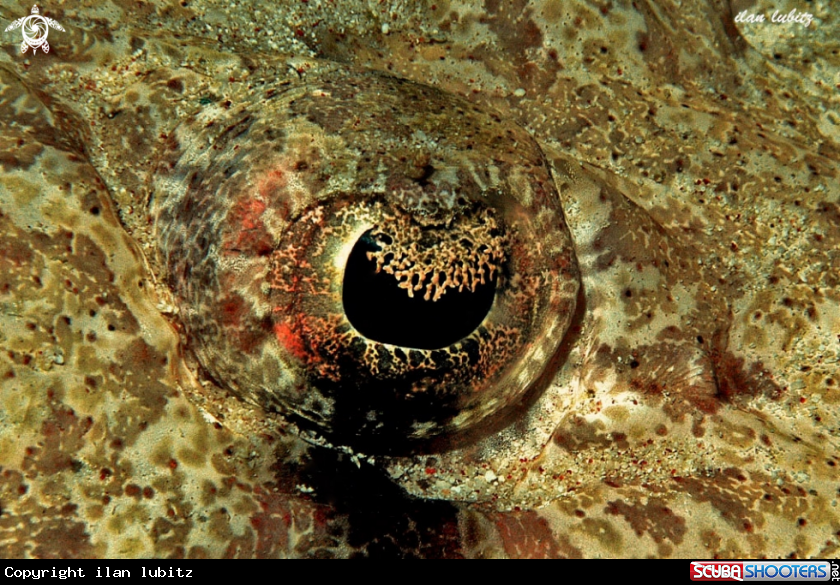 A Eye of Crocodile fish