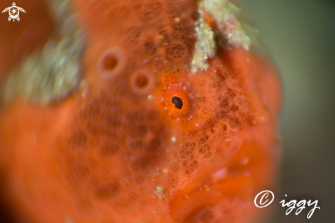 A Frogfish