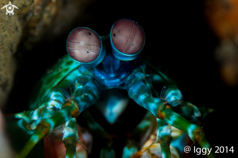 A mantis shrimp