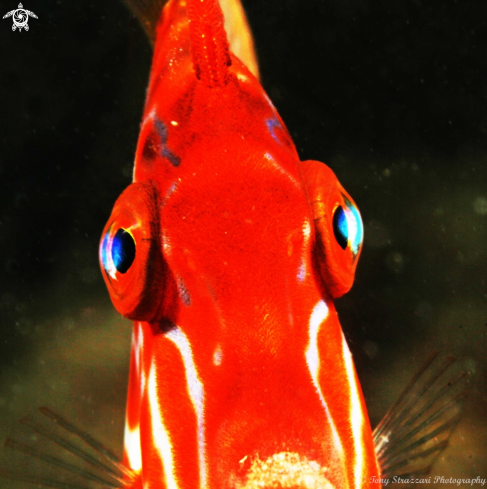 A Eubalichthys mosaicus | Mosaic leatherjacket (juvenile)