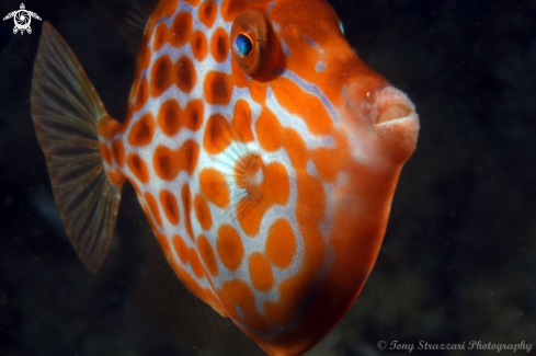 A Eubalichthys mosaicus | Mosaic leatherjacket (juvenile)