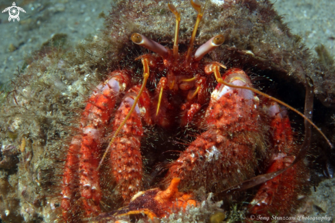 A Dardanus megistos | Red hairy hermit crab