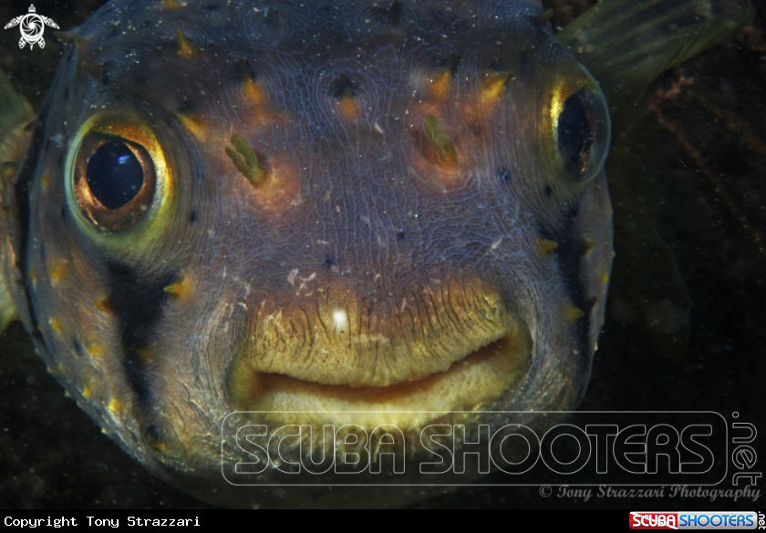 A Porcupinefish