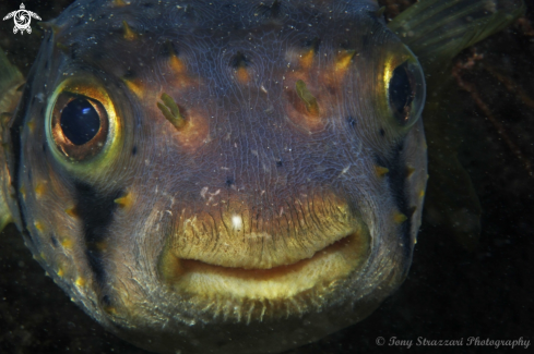 A Porcupinefish