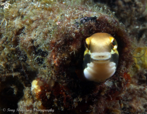 A Yellow Sabretooth Blenny