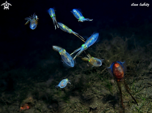 A Sepioteuthis lessoniana | squid