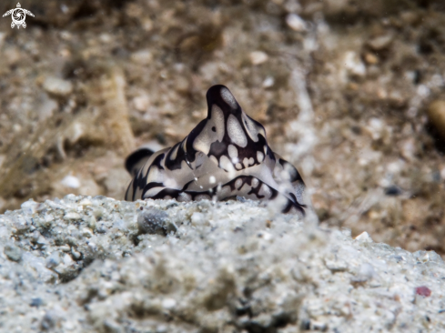 A Philinopsis pilsbry | Head Shield Slug