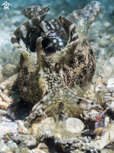 A Sea Hare