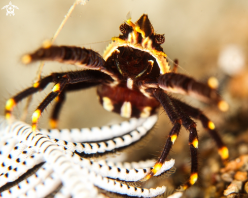 A squat lobster