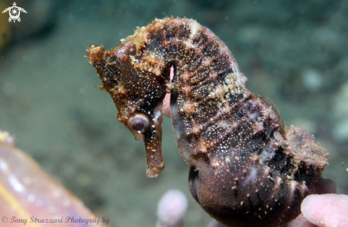 A White's seahorse