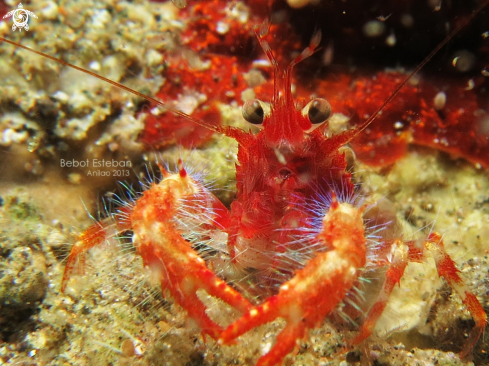 A Olivar Squat Lobster