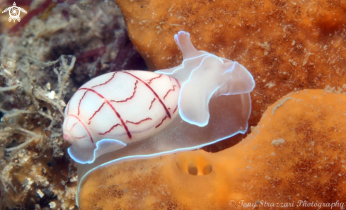 A Bullina lineata | Lined Bubble-shell