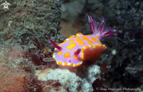 A Ceratosoma amoenum | Sweet Ceratosoma