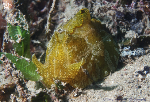 A Syphonota geographica | Geographic Sea Hare