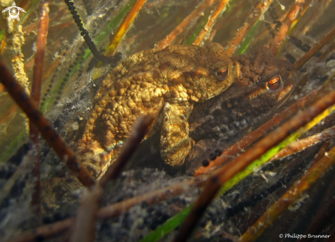 A Toad