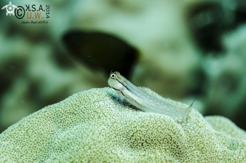 A BLENNY